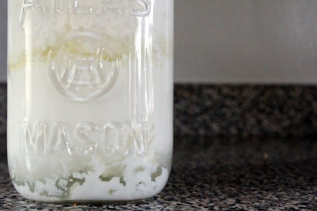 milk kefir