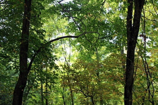 North Carolina Tree Canopy