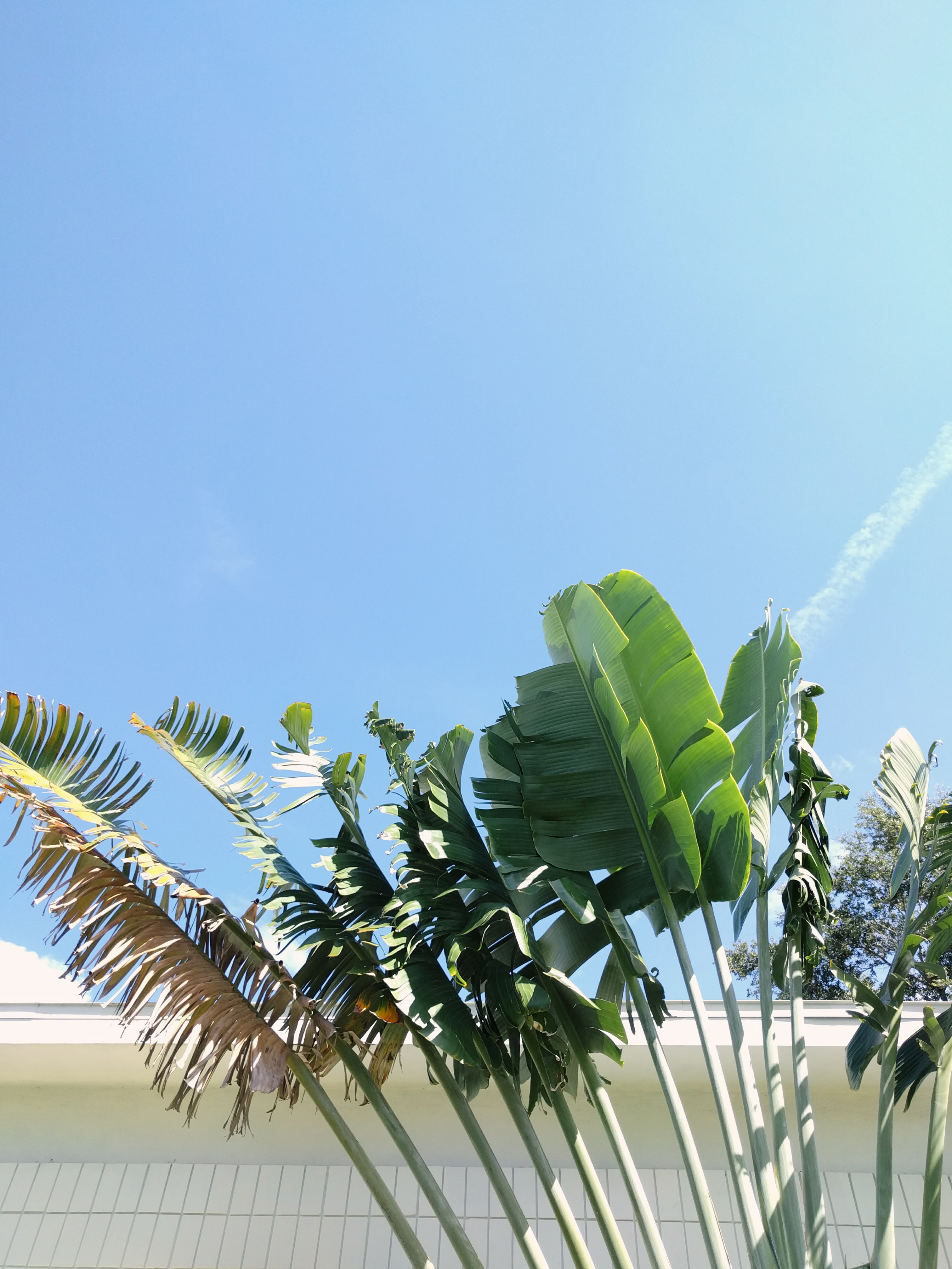 palms in sky